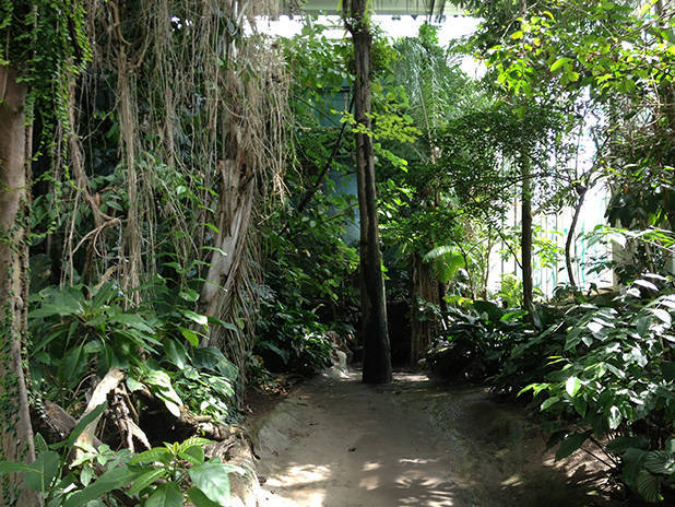 cosmocaixa rainforest