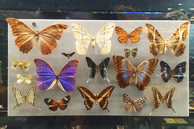 natural science museum butterflies