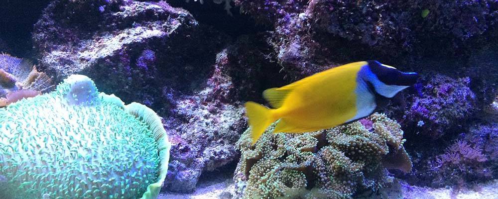 aquarium Barcelona